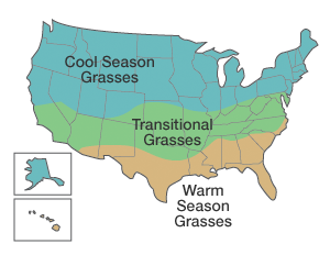 Types of Grass USA