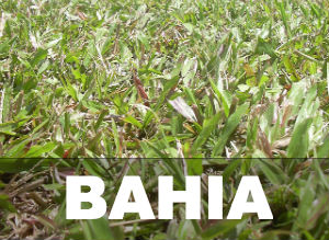 Bahia Grass