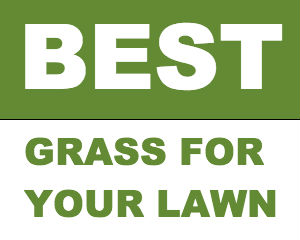 Best Types of Grass