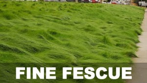 Fine Fescue Grass
