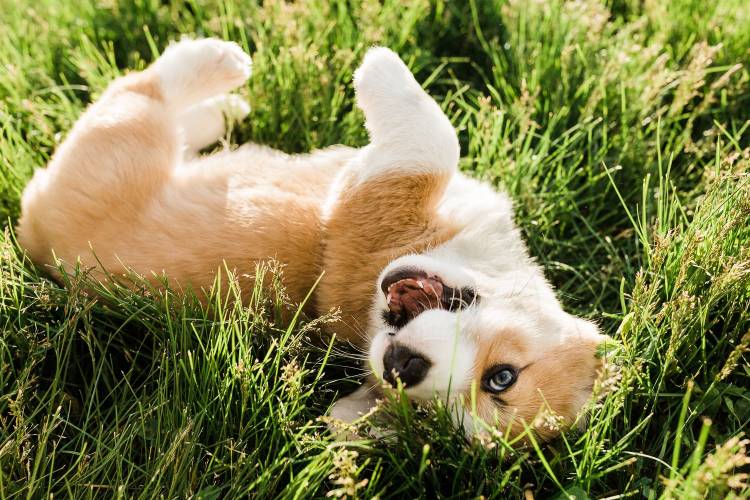 Cute puppy rolling in the grass