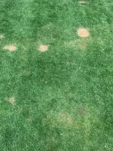 Grass lawn damage from pee