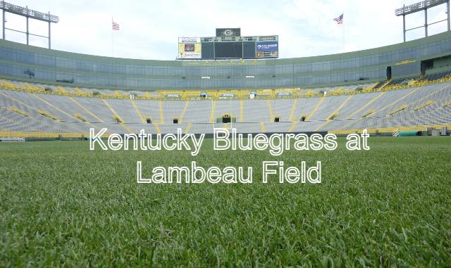 Kentucky Bluegrass at Lambeau Field