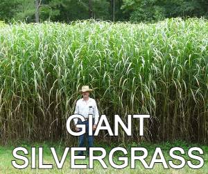 GIANT SILVERGRASS TALL GRASSES