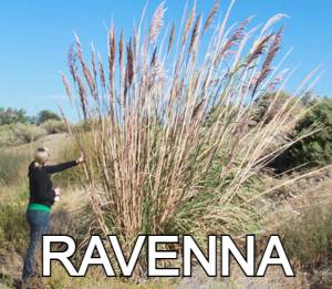 Ravenna grass tall