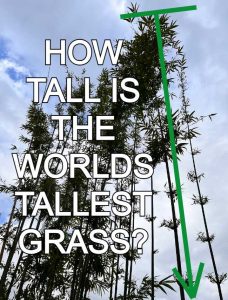 What is The World’s Tallest Grass?